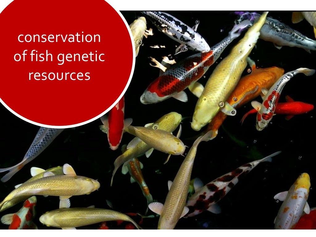 conservation of fish resources