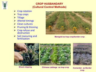  Crop rotation
 Trap crops
 Tillage
 Altered timings
 Clean cultures
 Pruning & thinning
 Crop refuse and
destruction
 Soil manuring and
fertilization
CROP HUSBANDARY
(Cultural Control Methods)
Chinese cabbage as trap crop
Shoot clipping
Marigold as trap crop/border crop
Coriander as Border
crop
 
