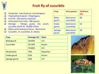 Fruit fly of cucurbits
 Temperate : low dispersal, monophagous
 Tropical/Sub-tropical : Polyphagous
 Fruit fly : 320 species reported
 Exclusively from India : 200 species
 Damage : Mango, guava, ber, peach,
cucurbits worth Rs. 30,000 million
 Major pests belong to Genus : Bactrocera
 Cucurbits : B. cucurbitae, B. ciliatus
Crop Pest species Yield loss
(%)
Bitter
gourd
Bactrocera
cucurbitae
80
Snake
gourd
Bactrocera
cucurbitae
63
Sponge
gourd
Bactrocera
cucurbitae
50
Crop Damage (%) State
Bittergourd 50-60% U.P.
Cucumber 29-39% Assam
70-80% H.P.
Muskmelon 76% Rajasthan
Snake gourd 63% Assam
Sponge gourd 50% A.P.
 