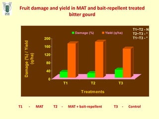 Fruit damage and yield in MAT and bait-repellent treated
bitter gourd
0
40
80
120
160
200
Damage
(%)
/
Yield
(q/ha)
T1 T2 T3
Treatments
Damage (%) Yield (q/ha)
T1 - MAT T2 - MAT + bait-repellent T3 - Control
T1~T2 - NS
T2~T3 - *
T1~T3 - *
 