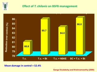 Effect of T. chilonis on BSFB management
80.8
85.7
84.0
86.0
78
79
80
81
82
83
84
85
86
Re
du
ct
io
n
ov
er
co
nt
ro
l
(%
)
T.c. T.c. + Bt T.c. + NSKE SC + T.c. + Bt
Mean damage in control = 52.4%
T.c. @ 5 lakh/ha Bt @ 1000 ml/ha
NSKE (4%) SC - weekly
Ganga Vicalakshy and Krishnamoorthy (2006)
 