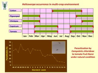 Helicoverpa occurrence in multi-crop environment
Cotton
Pigeonpea
Chickpea
Capsicum
Tomato
Jan Feb Mar Apr May Jun Jul Aug Sep Oct Nov Dec
 
  





 
 
0
10
20
30
40
50
60
70
46 47 48 49 50 51 52 1 2 3 4 5 6 7 8 9 10 11 12 13 14 15
Standard week
Parasitisation
(%)
Parasitisation by
Campoletis chlorideae
to tomato Fruit Borer
under natural condition
 