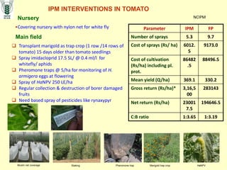 IPM INTERVENTIONS IN TOMATO
Nursery
•Covering nursery with nylon net for white fly
Main field
 Transplant marigold as trap crop (1 row /14 rows of
tomato) 15 days older than tomato seedlings
 Spray imidacloprid 17.5 SL/ @ 0.4 ml/l for
whitefly/ aphids
 Pheromone traps @ 5/ha for monitoring of H.
armigera eggs at flowering
 Spray of HaNPV 250 LE/ha
 Regular collection & destruction of borer damaged
fruits
 Need based spray of pesticides like rynaxypyr
Muslin net coverage Staking Pheromone trap Marigold trap crop HaNPV
Parameter IPM FP
Number of sprays 5.3 9.7
Cost of sprays (Rs/ ha) 6012.
5
9173.0
Cost of cultivation
(Rs/ha) including pl.
prot.
86482
.5
88496.5
Mean yield (Q/ha) 369.1 330.2
Gross return (Rs/ha)* 3,16,5
00
283143
Net return (Rs/ha) 23001
7.5
194646.5
C:B ratio 1:3.65 1:3.19
NCIPM
 