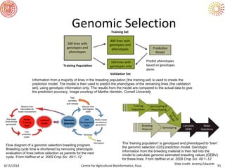 6/15/2014 Centre for Agricultural Bioinformatics, Pusa 55
Genomic Selection
The 'training population' is genotyped and phenotyped to 'train'
the genomic selection (GS) prediction model. Genotypic
information from the breeding material is then fed into the
model to calculate genomic estimated breeding values (GEBV)
for these lines. From Heffner et al. 2009 Crop Sci. 49:1–12
Information from a majority of lines in the breeding population (the training set) is used to create the
prediction model. The model is then used to predict the phenotypes of the remaining lines (the validation
set), using genotypic information only. The results from the model are compared to the actual data to give
the prediction accuracy. Image courtesy of Martha Hamblin, Cornell University
Flow diagram of a genomic selection breeding program.
Breeding cycle time is shortened by removing phenotypic
evaluation of lines before selection as parents for the next
cycle. From Heffner et al. 2009 Crop Sci. 49:1–12
Slide credit: Jeremy Edwards
 