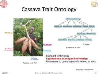 Cassava Trait Ontology
6/15/2014 Centre for Agricultural Bioinformatics, Pusa 57
Kulakow et al. 2011
Kulakow et al. 2011
● Standard terminology
● Facilitate the sharing of information
● Allow users to query keywords related to traits
Slide credit: Jeremy Edwards
 