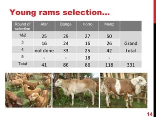 Community-based breeding programs for adapted sheep breeds in Ethiopia