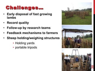 Community-based breeding programs for adapted sheep breeds in Ethiopia