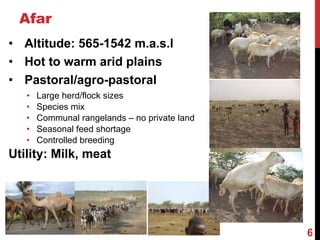 Community-based breeding programs for adapted sheep breeds in Ethiopia