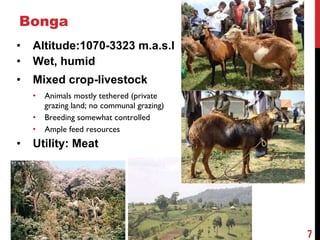 Community-based breeding programs for adapted sheep breeds in Ethiopia