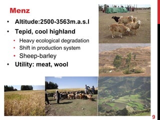 Community-based breeding programs for adapted sheep breeds in Ethiopia