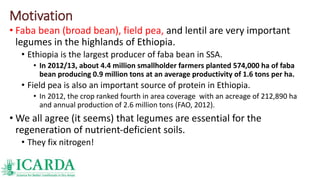 Motivation
• Faba bean (broad bean), field pea, and lentil are very important
legumes in the highlands of Ethiopia.
• Ethiopia is the largest producer of faba bean in SSA.
• In 2012/13, about 4.4 million smallholder farmers planted 574,000 ha of faba
bean producing 0.9 million tons at an average productivity of 1.6 tons per ha.
• Field pea is also an important source of protein in Ethiopia.
• In 2012, the crop ranked fourth in area coverage with an acreage of 212,890 ha
and annual production of 2.6 million tons (FAO, 2012).
• We all agree (it seems) that legumes are essential for the
regeneration of nutrient‐deficient soils.
• They fix nitrogen!
 