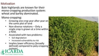 Motivation
Bale highlands are known for their
mono-cropping production system:
wheat and barley dominated.
Mono-cropping:
• Growing one crop year after year on
the same plot of land
• Non-diverse rotations – Only a
single crop is grown at a time within
a field.
• Associated with two problems:
• Soil degradation
• Increased vulnerability to risk
• Implies lower efficiency [broadly
defined] compared to poly-cropping
systems.
 
