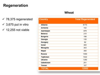 Wheat
 78,375 regenerated
 3,675 put in vitro
 12,255 not viable
Regeneration
 