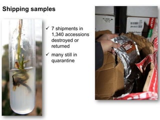 Shipping samples
 7 shipments in
1,340 accessions
destroyed or
returned
 many still in
quarantine
 