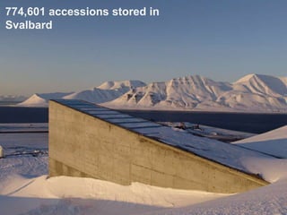 774,601 accessions stored in
Svalbard
 