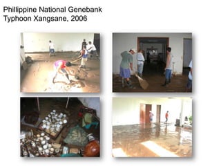 Phillippine National Genebank
Typhoon Xangsane, 2006
 