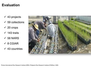 Photos International Rice Research Institute (IRRI); Philippine Rice Research Institute (PhilRice). 2009.
 43 projects
 59 collections
 20 crops
 143 traits
 58 NARS
 8 CGIAR
 43 countries
Evaluation
 