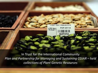 In Trust for the International Community
Plan and Partnership for Managing and Sustaining CGIAR – held
collections of Plant Genetic Resources
Image by:Neil Palmer/CIAT
 