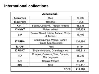 Accessions
AfricaRice Rice 20,000
Bioversity Banana 1,298
CIAT Beans, Cassava, Tropical forages 65,635
CIMMYT Maize, Wheat 155,129
CIP
Potato, Sweet potato, Andean Roots
& Tubers
16,495
ICARDA
Grain legumes, Wheat, Barley,
Forage & range crops
134,160
ICRAF Trees 5,144
ICRISAT Dryland cereals, Grain legumes 156,313
IITA
Cowpea, Cassava, Yam, Banana,
Misc legumes
28,286
ILRI Tropical forages 18,291
IRRI Rice 110,817
Total 711,568
International collections
 