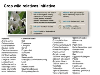 Species Common name
Avena sativa Oat
Cajanus cajan Pigeonpea
lCicer arietinum Chickpea
Daucus carota Carrot
Eleusine coracana Finger millet
Helianthus annuus Sunflower
Hordeum vulgare Barley
Ipomoea batatas Sweet potato
Lathyrus sativus Grass pea/Common chickling
Lens culinaris Lentil
Malus domestica Apple
Medicago sativa Alfalfa/Lucerne
Musa acuminata Cavendish banana
Musa balbisiana Guangdong plantain
Species Common name
Oryza glaberrima African rice
Oryza sativa Rice
Pennisetum glaucum Pearl millet
Phaseolus lunatus Butter bean/Lima bean
Phaseolus vulgaris Garden bean
Pisum sativum Garden pea
Secale cereale Rye
Solanum melongena Eggplant/Aubergine
Solanum tuberosum Potato
Sorghum bicolor Sorghum
Triticum aestivum Bread wheat
Vicia faba Faba bean
Vicia sativa Common vetch
Vigna subterranea Bambara groundnut
Vigna unguiculata Cowpea
Crop wild relatives initiative
 