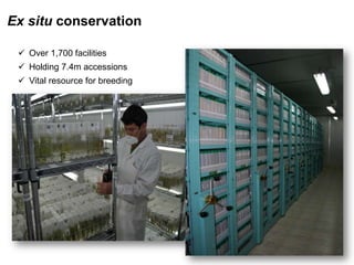 Ex situ conservation
 Over 1,700 facilities
 Holding 7.4m accessions
 Vital resource for breeding
 