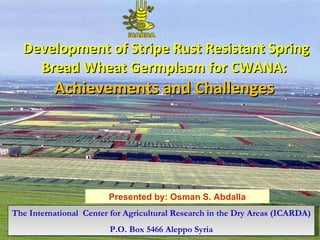   Development of Stripe Rust Resistant Spring Bread Wheat Germplasm for CWANA: Achievements and Challenges The International  Center  for Agricultural Research in the Dry Areas (ICARDA) P.O. Box 5466 Aleppo Syria Presented by: Osman S. Abdalla 