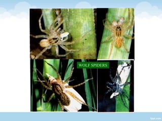 Spider Conservation Role of Students in Nature Conservation | PPTX
