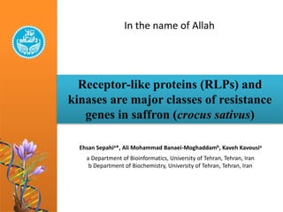 In the name of Allah
Receptor-like proteins (RLPs) and
kinases are major classes of resistance
genes in saffron (crocus sativus)
Ehsan Sepahia*, Ali Mohammad Banaei-Moghaddamb, Kaveh Kavousia
a Department of Bioinformatics, University of Tehran, Tehran, Iran
b Department of Biochemistry, University of Tehran, Tehran, Iran
 