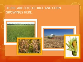 THERE ARE LOTS OF RICE AND CORN
GROWINGS HERE.
 