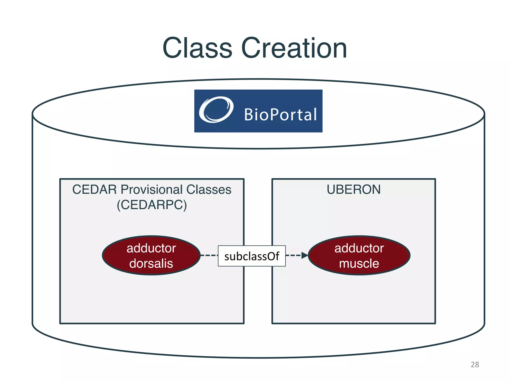 Class Creation
CEDAR Provisional Classes
(CEDARPC)
UBERON
adductor
dorsalis
adductor
muscle
subclassOf
28
 