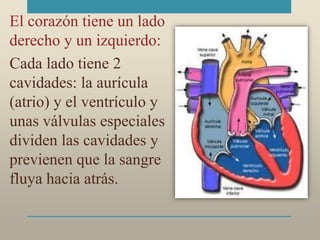 El corazón tiene un lado
derecho y un izquierdo:
Cada lado tiene 2
cavidades: la aurícula
(atrio) y el ventrículo y
unas válvulas especiales
dividen las cavidades y
previenen que la sangre
fluya hacia atrás.
 