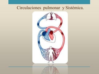 Circulaciones pulmonar y Sistémica.
 