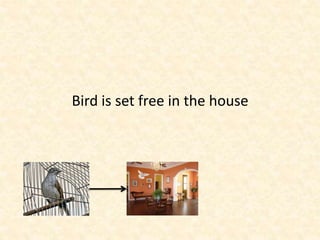 Bird is free in the house, but also sees
                the world
 