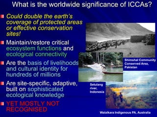 What is the worldwide significance of ICCAs?
Could double the earth’s
coverage of protected areas
or effective conservation
sites!
Maintain/restore critical
ecosystem functions and
ecological connectivity
Are the basis of livelihoods
and cultural identity for
hundreds of millions
Are site-specific, adaptive,
built on sophisticated
ecological knowledge
YET MOSTLY NOT
RECOGNISED Walalkara Indigenous PA, Australia
Shimshal Community
Conserved Area,
Pakistan
Setulang
river,
Indonesia
 