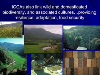ICCAs also link wild and domesticated
biodiversity, and associated cultures…providing
resilience, adaptation, food security
 