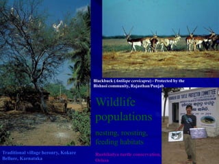 Traditional village heronry, Kokare
Bellure, Karnataka
Blackbuck (Antilope cervicapra) - Protected by the
Bishnoi community, Rajasthan/Punjab
Wildlife
populations
nesting, roosting,
feeding habitats
Rushikulya turtle conservation,
Orissa
 