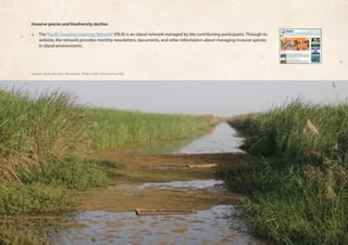 Invasive species and biodiversity decline: 
❏❏ The ‘Pacific Invasives Learning Network’ (PILN) is an island network managed by the contributing participants. Through its 
website, the network provides monthly newsletters, documents, and other information about managing invasive species 
in island environments. 
Invasive Typha Australis, Mauritania, Photo Credit: Terence Hay-Edie 
 