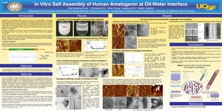 In Vitro Self Assembly of Human Amelogenin at Oil-Water Interface

P W-82

Olga Martinez-Avila1, *, Shenping Wu2, Yifan Cheng2, Xiaodong He1 , Stefan Habelitz1
1
Department of Preventive and Restorative Dental Sciences, School of Dentistry, 2Department of Biochemistry & Biophysics, University of California, San Francisco

Results

Results
The role of Calcium and Phosphate in Amelogenin self assembly

Amelogenin rH174 metastable emulsions phase separation

1. Amelogenin assembly at the water-oil interface require Calcium
AFM and TEM images of Amelogenin assembly after 7 days of incubation at pH 4.5 in the oil-water system

1-2 days

2-3 hours

(a)
&
(b)
nanoribbons

Amelogenin nanoribbons are formed from reverse micelles that facilitated the interaction between
the hydrophobic tails of the protein molecules and prevent the formation of amelogenin
nanospheres.
A model for ribbon extension proposes the addition of short segments or dimers to the ends of the
ribbon to achieve growth. The formation of self-aligning and uniaxially elongating amelogenin
structures triggered by the presence of calcium and phosphate may change the current paradigm
of protein-controlled mineralization in enamel.

(c)Amelogenin assembly in
the absence of calcium into
nanospheres

Amelogenin Reverse Micelle and assembly tracking: AFM & DLS
Reverse Micelles

Reverse Micelles

Nanoribbons

Nanospheres

500 nm

hydrophilic

C-terminus
1 µm

AFM images of initial ribbon like structures observed
within first minutes after emulsion preparation (a)
time = 0 and nanoribbons (b) at time = 7 days
Hydrophobic tail

d

e

(e) EDTA (0.5 mM) adition to the solution (b) followed
by 48 hours incubation revealed a disintegration of the
ribbons and formation of nanospheres.

 Ribbons show consistent width of 16.7 ± 1 nm as
determined by TEM

Objective

1:4

In a typical preparation, calcium solution, containing rH174, CaCl2, and oil phase, and phosphate
solution, containing equal concentrations of rH174, KH2PO4 and oil phase were vortexed
separately at 900 rpm for 60 seconds. Then, the phosphate solution was added to the calcium
solution and the mixture was vortexed again for 60 seconds along with adjusting pH with Bistris/HCl or KOH/HCl as necessary.
Calcium and phosphate concentration maintain the degree of saturation (DS) for hydroxyapatite in
the metastable range. The final concentrations were 33.1 mM CaCl2 and 20.9 mM KH2PO4 at pH
4.5 (DS = 3.6) and pH 5.5 (DS = 11-12)

TEM analysis of amelogenin assemblies formed in a water control system and in an
oil-water system (2/1 oil/water) at incubation times of up to 7 days
1 Day

7 Days

Water control

Stabilized Amelogenin emulsions were prepared with a mixture of ethyl acetate/ octanol equal to
3/7, oil-water ratio equal to 1/1, 1/2 or 4/1 and acidic pHs. Emulsification is indicated by a creamy
white or turbid protein/water/oil mixtures that formed after vortexing.

Amelogenin assembly at water-oil interface vs water

2 hours
Water-oil

Preparation of amelogenin stabilized emulsion

•

A range of Ca/P ratios, appropriate degree of saturation and elevated concentrations of
amelogenin are required for the formation of these fibrillar structures.

•

We propose a model by which amelogenin assembly into nanoribbons may guide and control
apatite crystal growth

(d) Analysis of the fibrillar structures
versus amelogenin powder using microRaman spectroscopy showed
similarities, but also indicated a shift
towards ß-turn prone structure.

Methods
Human recombinant full-length amelogenin protein, rH174 at concentrations between 0.4-3.7
mg/ml was dissolved in calcium and phosphate solutions at acidic conditions and mixed with an oil
phase (octanol/ethyl acetate) to form metastable amelogenin water-oil emulsions. Incubation of
amelogenin water-oil system for up to 7 days was followed by in situ pH increase to induce apatite
formation. The effects on protein self-assembly and crystal formation as a function of calcium and
phosphate concentration, protein concentration, pH, water-oil ratio and incubation time were
studied. The gel-matrix was analyzed using Atomic force microscopy, Transmission and Scanning
electron microscopy, Energy Dispersive X-ray analysis and Dynamic Light Scattering

7 Days

The control samples revealed
the
presence
of
the
characteristic
amelogenin
nanosphere of about 25 nm in
diameter.
The
spheres
occasionally associated with
each
other
and
formed
elongated chain-like structures
after 2 or 7 days.

Nanoribbons have an average diameter of 16.7nm which does not vary with pH, ion
concentracion or time, unlike nanospheres formed by amelogenin
Amphiphilic Amelogenin assembles into organized parallel arrays of nanoribbons in water-oil
system

•

(c) The more randomly distributed
ribbons were also observed by AFM but
only in areas were large amounts of the
protein could be immobilized to the
glass surface

2. Increasing oil/water ratio from 1/1 to 4/1 in the
preparation decreases stability of emulsion and
produce longer nanoribbons
1:2

We have produced assembly of amelogenin rH174 other than nanospheres using a water-oil
system

(b) Elemental analysis by EDX
confirmed the presence of small
amounts of Calcium and Phosphate
ions in these structure.

 Lengths ranged from 500 nm to 1.5 mm

1:1

To take advantage of the bipolar nature of amelogenin and produce amelogenin assemblies
other than nanospheres by using an oil-water system commonly used for assembly of surfactants

•

(a) Large amounts of amelogenin
ribbons were observed by SEM

 Height was measured as 3.1 ± 0.6 nm from AFM
images and supported the nanostructure as ribbons

How to facilitate Amelogenin assembly and ribbon elongation?
1. In situ pH increase or DS to facilitate HAP
formation along with amelogening assembly

Conclusions
•

Chemical composition of amelogenin nanoribbons

500 nm

Hydrophilic head

c

b

(d) Acidic treatment at pH 2 of AFM (a) specimen for
one minute resulted in small ribbons or nanospheres
aligned along the initial nanoribbon.

Nanoribbons

PLPPHPGHPGYINFSYEVLTPLKWYQSIRPPYPSYGYEPMGGWLHHQIIPVLSQQHPPTHTLQPH
HHIPVVPAQQPVIPQQPMMPVPGQHSMTPIQHHQPNLPPPAQQPYQPQPVQPQPHQPMQPQPP
VHPMQPLPPQPPLPPMFPMOPLPPMLPDLTLEAWPSTDKTKREEVD
hydrophobic

c

b

Amphiphilic Amelogenin

N-terminus

Amelogenin

Averaging > 500 equally sized
ribbon
segments
further
revealed the evidence of a
dark central line that indicate
higher electron density which
could be associated with the
presence of calcium and/or
phosphate ions which are
both
required
for
selfassembly into ribbons.

AFM and TEM analysis of amelogenin assemblies formed in a water control system versus oil-water system (4/1
oil/water) at incubation times of up to 4 days followed by in situ pH increase. Control sample showed the presence
of nanospheres. After 4 days of incubation, only short and isolated ribbons formed. After raising the pH, the
number of nanoribbons increased dramatically and appeared organized in bundles of co-aligned filaments

Model: Crystal Growth in Enamel Controlled
by Amelogenin Nanoribbons
PO43Amelogenin emulsion

Amelogenin Reverse Micelle

PO43-

Ca2+
PO43Ca2+

hydrophobic parts interact

electrostatic forces of hydrophilic part
prevent non-specific protein agglomeration
500 nm

500 nm

250 nm

1µm

When aqueous amelogenin
solutions were mixed into an oil
phase, ribbon-like structures
appeared within hours. Later
time points showed higher
concentrations of ribbons which
were oriented in a parallel
fashion.

2 µm

Micelles sink down to the
water/oil interface and merge &
release protein onto the
interface

Oil
------Water
Grows to several micrometer length

References
Supported by NIH/NIDCR RO1- DE017529 and R01-DE017529S2
Water control

Day 4

Day 4 followed by in sity pH raise up to 5.6

2-3 nm

Time 0

2. TEM shows the precence of a dark central line running along the long axis of each nanoribbon

1)

Self-assembly of amelogenin proteins plays a key role in the biomineralization of developing
enamel by regulating the growth and organization of nanofibrous apatite crystals. It is accepted
that amelogenin proteins, the main constituent of the developing enamel matrix, form nanospheres
of 20 to 40nm in vitro, but the amphiphilic nature of the of the bipolar full-length protein provide with
characteristics that might allow assembly into supramolecular structures of high order. This study
tested if the use of metastable oil-water emulsions can induce the formation of supramolecular
assemblies of amelogenin.

(00

Introduction

17 nm
amelogenin dimer

 