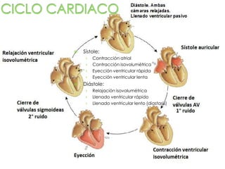  Sístole:
› Contracción atrial
› Contracción isovolumétrica
› Eyección ventricular rápida
› Eyección ventricular lenta
 Diástole:
› Relajación isovolumétrica
› Llenado ventricular rápido
› Llenado ventricular lento (diastasis)
 