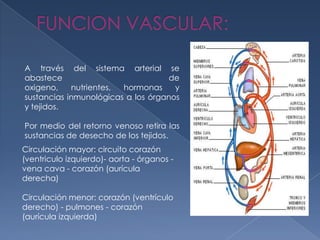 A través del sistema arterial se
abastece de
oxigeno, nutrientes, hormonas y
sustancias inmunológicas a los órganos
y tejidos.
Por medio del retorno venoso retira las
sustancias de desecho de los tejidos.
Circulación mayor: circuito corazón
(ventriculo izquierdo)- aorta - órganos -
vena cava - corazón (aurícula
derecha)
Circulación menor: corazón (ventrículo
derecho) - pulmones - corazón
(aurícula izquierda)
 