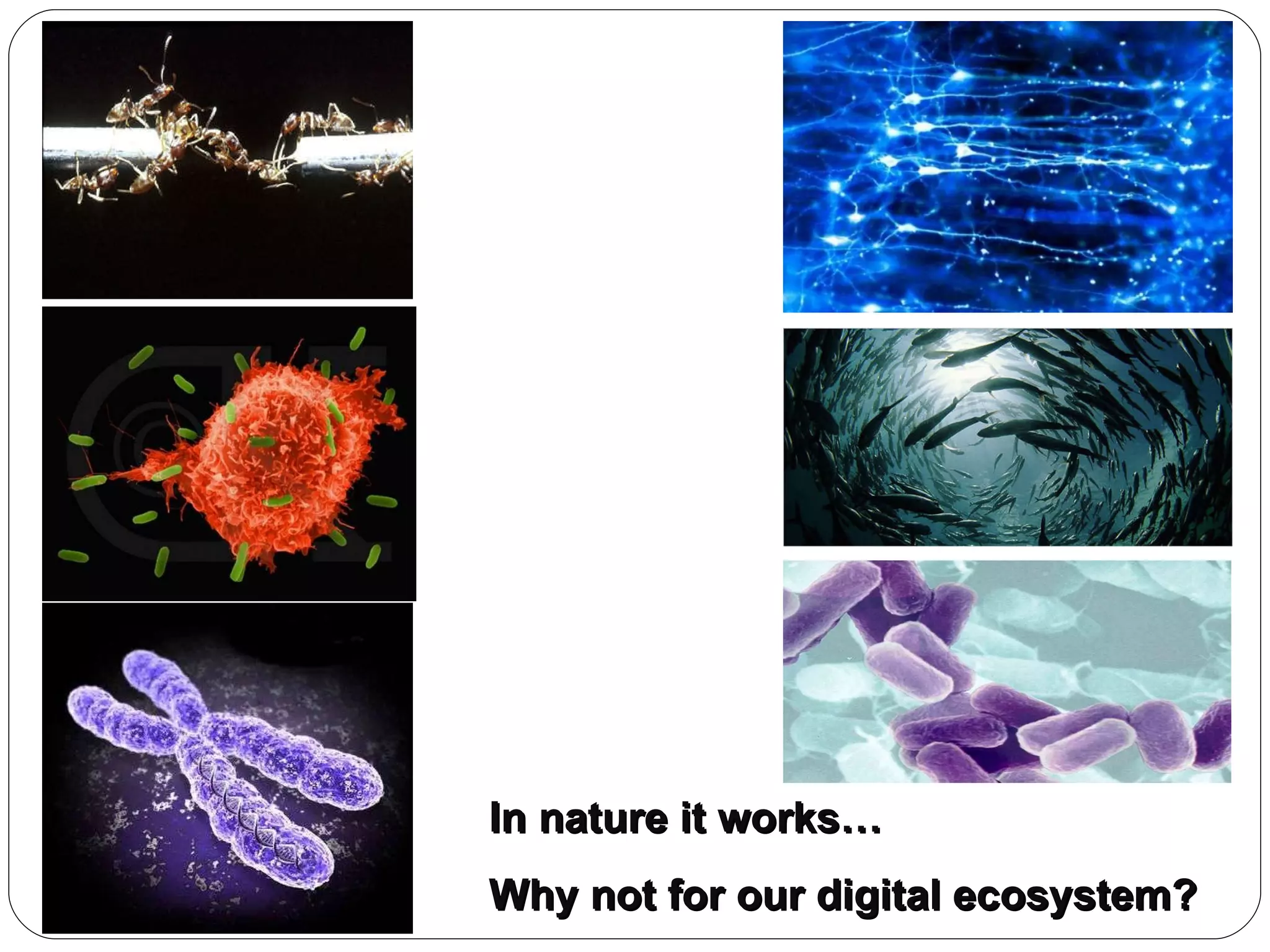 In nature it works… Why not for our digital ecosystem? 
