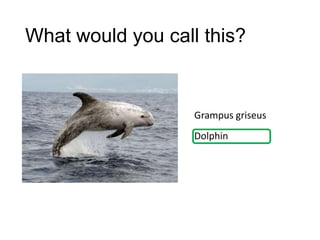 What would you call this?

Grampus griseus
Dolphin

 