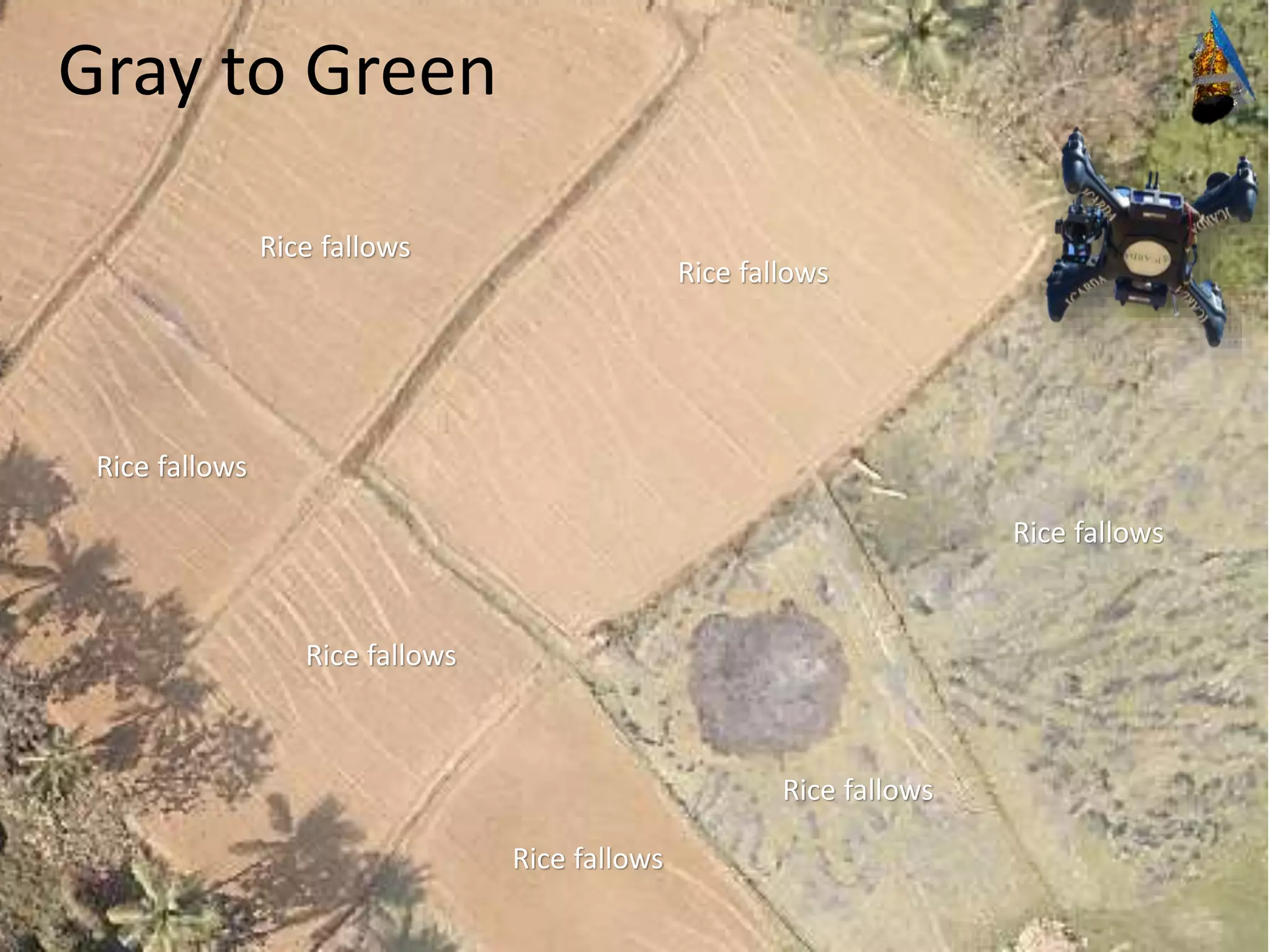 23
Rice fallows
Rice fallows
Rice fallows
Rice fallows
Rice fallows
Rice fallows
Rice fallows
Gray to Green
 