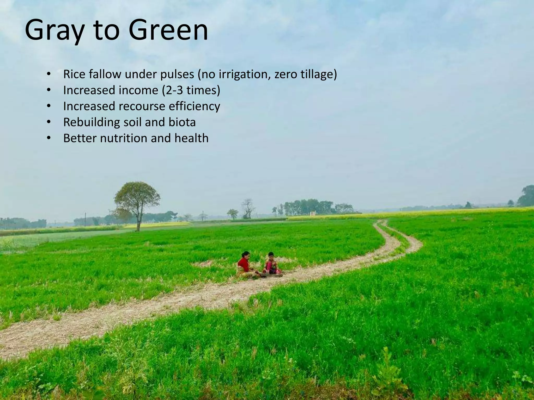 24
Gray to Green
• Rice fallow under pulses (no irrigation, zero tillage)
• Increased income (2-3 times)
• Increased recourse efficiency
• Rebuilding soil and biota
• Better nutrition and health
 