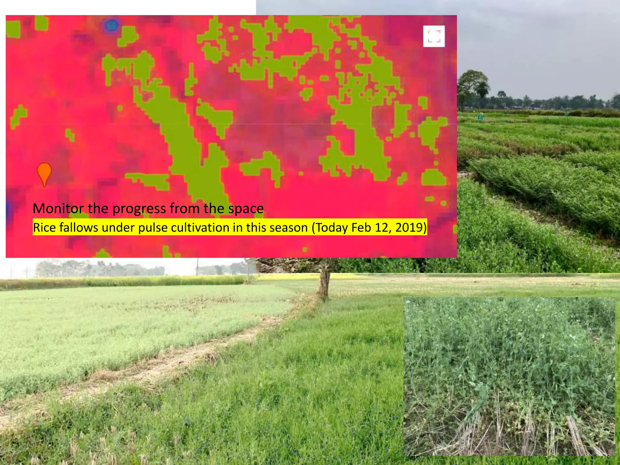 25
Rice fallows under pulse cultivation in this season (Today Feb 12, 2019)
Monitor the progress from the space
 