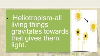 DEPARTMENT OF EDUCATION
• Heliotropism-all
living things
gravitates towards
that gives them
light.
 