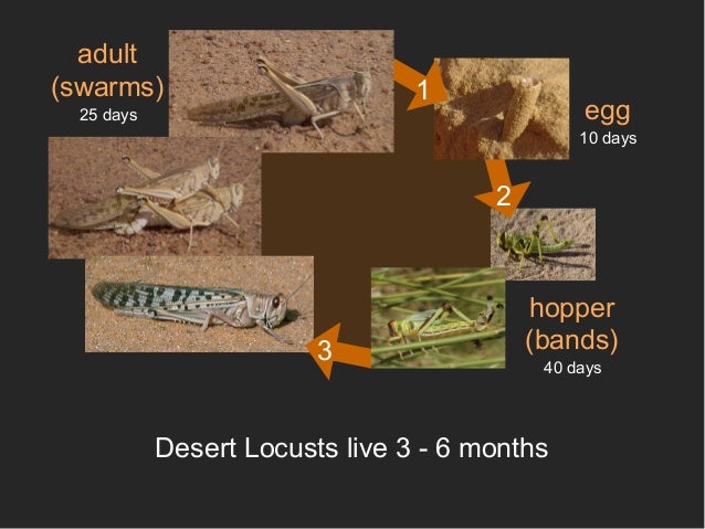 egg likes million with 50 Management Desert Korea) (ICE2012, Locust Daegu, egg likes million with 50 Management Desert Korea) (ICE2012, Locust Daegu,