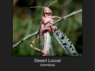 Desert Locust
  (harmless)
 