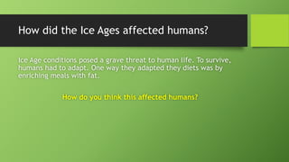 How did the Ice Ages affected humans?
Ice Age conditions posed a grave threat to human life. To survive,
humans had to adapt. One way they adapted they diets was by
enriching meals with fat.
How do you think this affected humans?
 