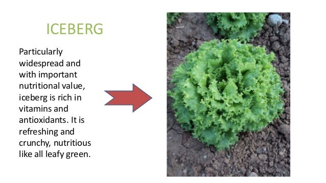 iceberg lettuce nutrition facts iceberg lettuce nutrition facts